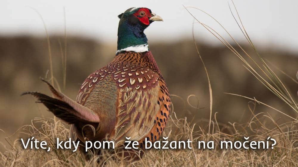 bažant na močení