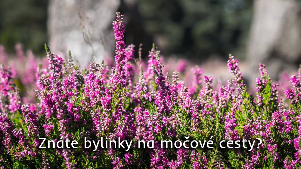 bylinky na močové cesty