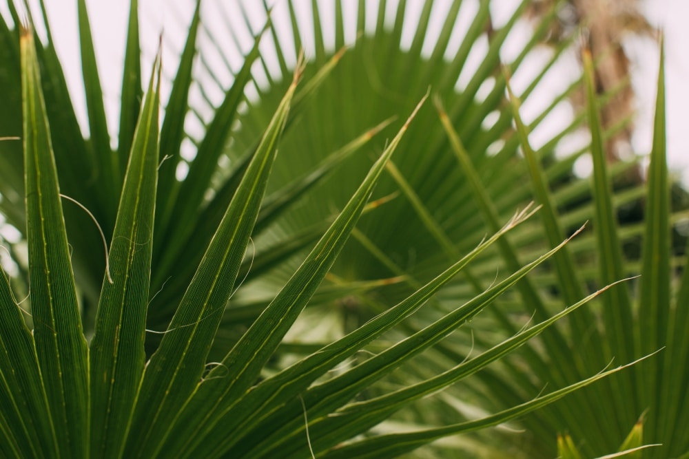saw palmetto na prostatu