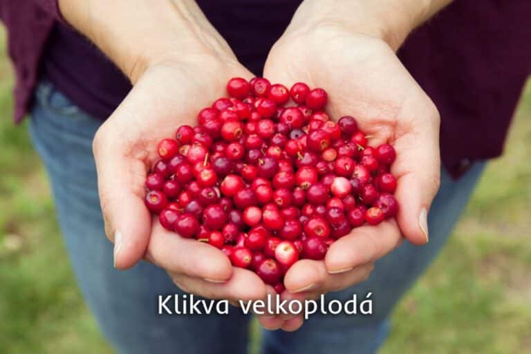 klikva velkoplodá