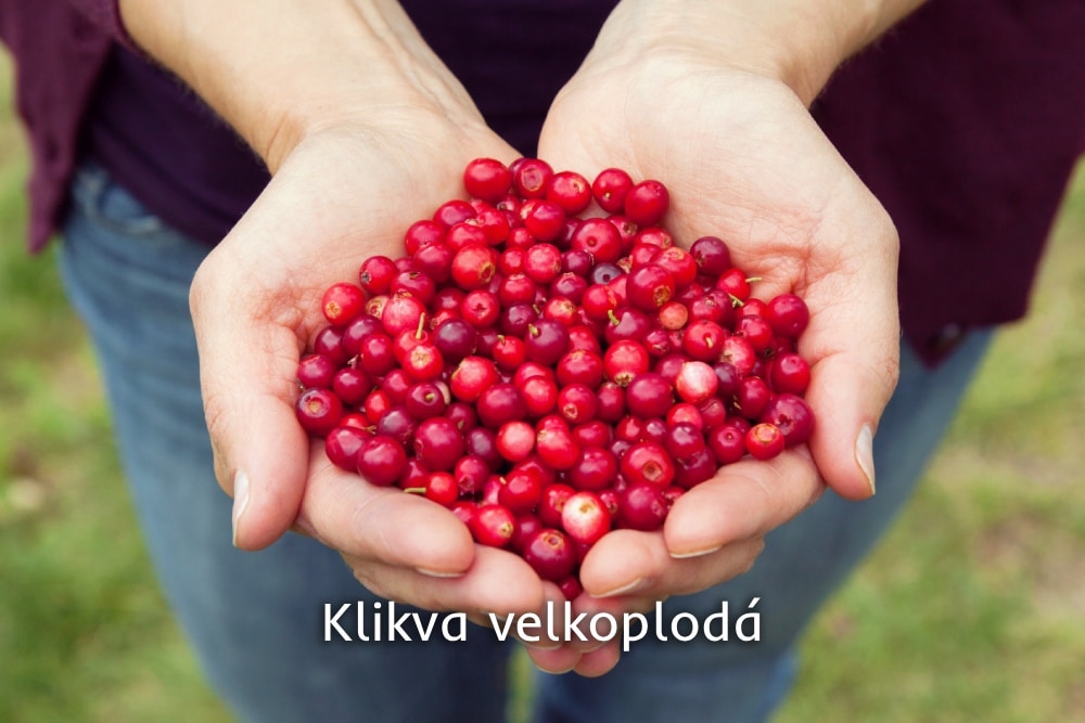 klikva velkoplodá